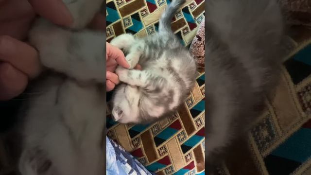 Вислоухие шотландские котята. Окрас мрамор на серебре. смотреть онлайн