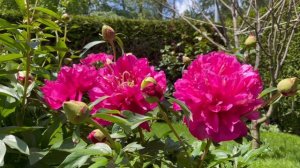 Belle Toulousaine Itoh peony - Thierry Rat, 2006 - June 2022