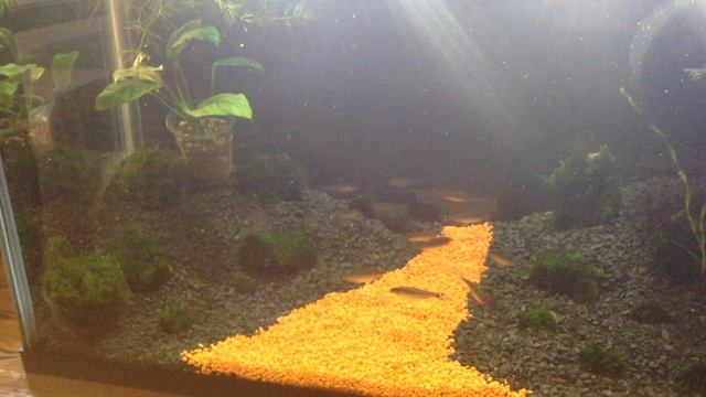 Родостомусы & Tetra = Love !!! смотреть онлайн