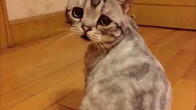 Девушка спасла кота от усыпления и уже через полчаса он отблагодарил её необычным способом смотреть онлайн