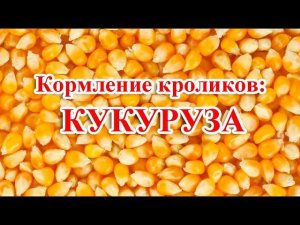 Кормление кроликов: КУКУРУЗА