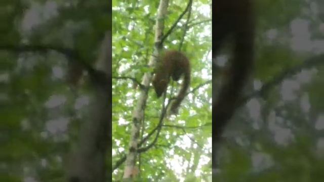 #shorts.Лесная куница.Охотник.Лови момент! смотреть онлайн