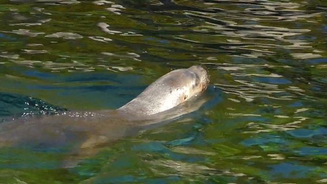 Tierpark Hellabrunn München 1 Of 5 - Highlights Pelikane Pinguine Robben Und Eisbären
