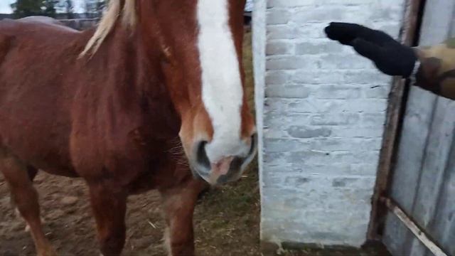 ЖЕРЕБЧИК СОВЕТСКИЙ ТЯЖЕЛОВОЗ 1,5 ГОДА НА ПРОДАЖУ смотреть онлайн