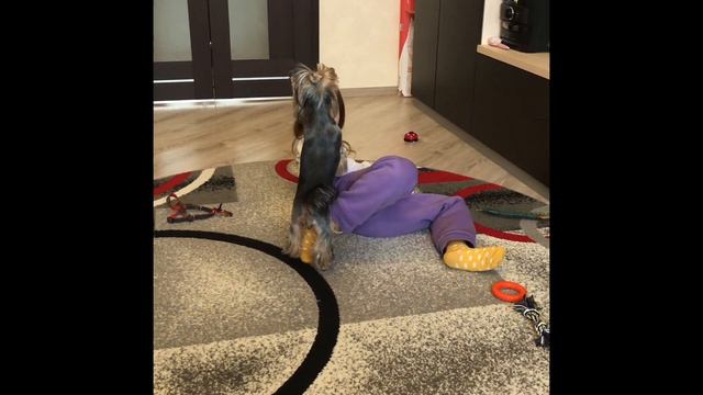 🐶«БАНДА»🐶/Йоркширский терьер Айси резвится/Собака в доме/Приколы с животными/Смешные Собаки/.