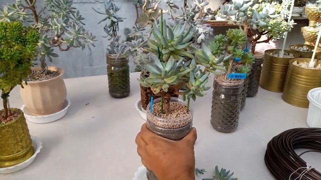 11종류의 다육이 수형관리, 가지치기, 적심, 생장점제거 ; succulents ; suculentas ; 多肉植物 смотреть онлайн