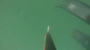 Подводная охота на калкана в Азовском море