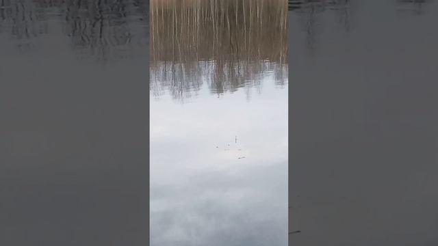 Первые весенние поклёвки