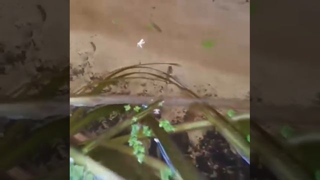 Пруд из ванной спустя неделю смотреть онлайн