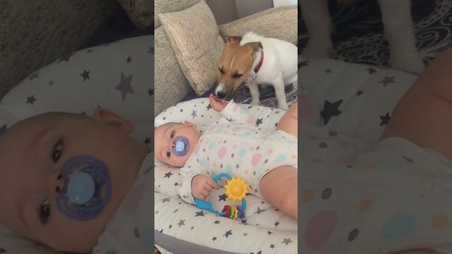 Джек Рассел терьер с ребёнком. Собака нянька. смотреть онлайн