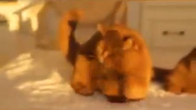 Британские котята, настоящие плюшевые мишки, окрас циннамон. смотреть онлайн