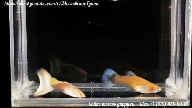 GUPPY ALBINO HB WHITE - ГУППИ КАНАДА АЛЬБИНО смотреть онлайн