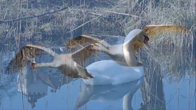 И. Я . КРУТОЙ Любовь уставших лебедей! смотреть онлайн