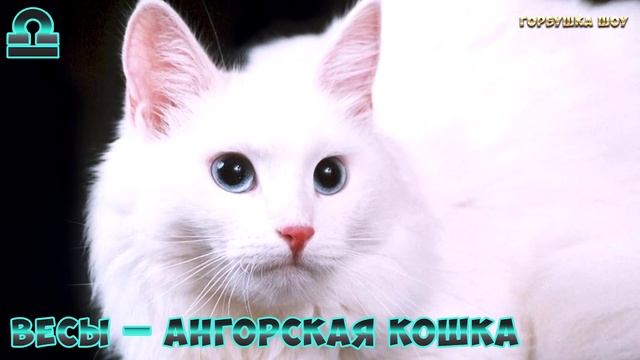 Какая Ты Домашняя Кошка по Знаку Зодиака смотреть онлайн