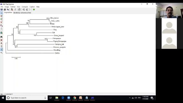 Phylogenetic Analysis using MEGA (Practical session by Prof. P. Borah) смотреть онлайн