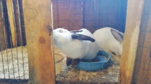 Разведение кроликов в домашних условиях.