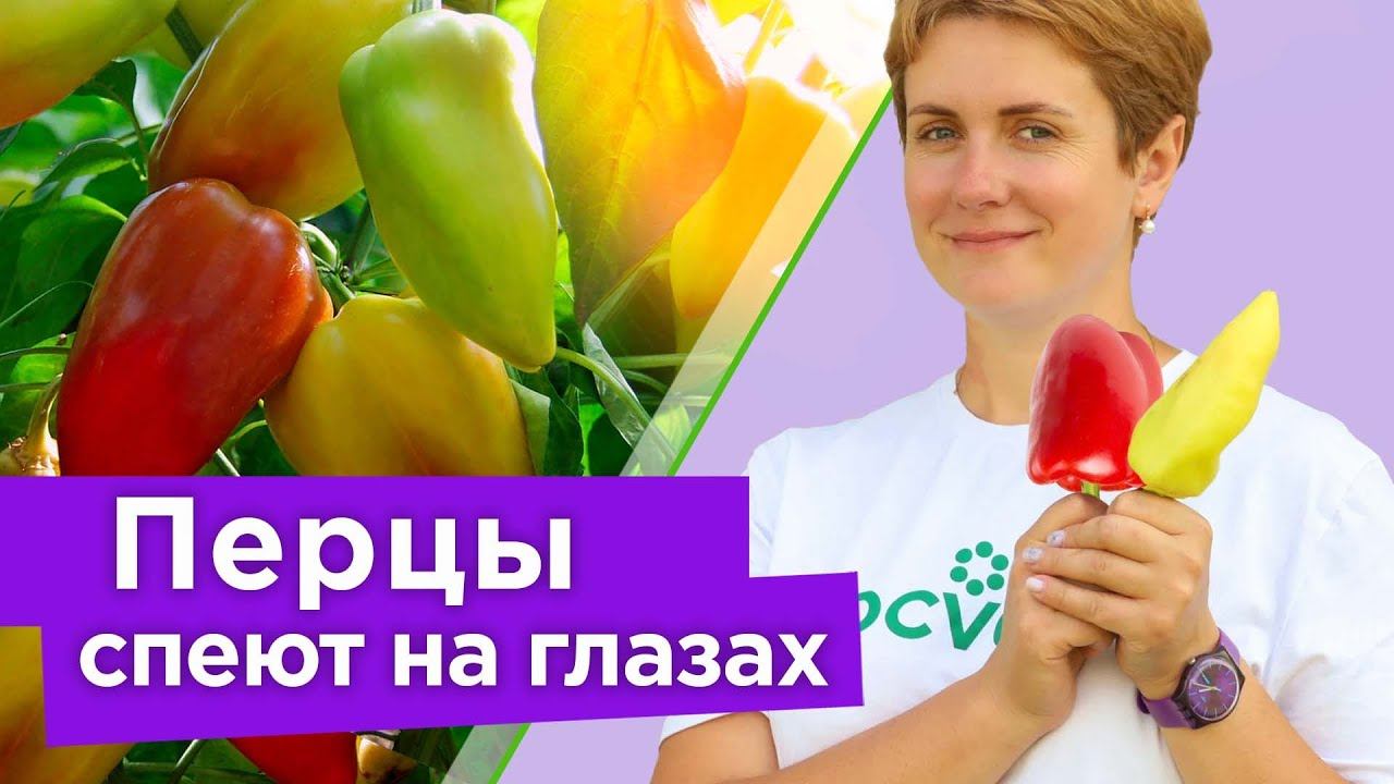 ВСЕ ПЕРЦЫ МИГОМ ПОКРАСНЕЮТ, если сделать так в августе! Как ускорить созревание перца на кусте? смотреть онлайн
