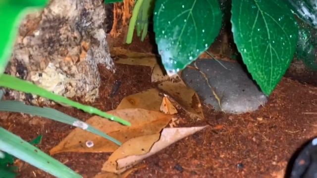 Jungle Enclosure Tour Brazilian Wandering Spider (Phoneutria Fera) смотреть онлайн