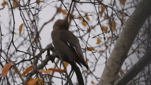 Свиристели и другие птицы перед окном смотреть онлайн