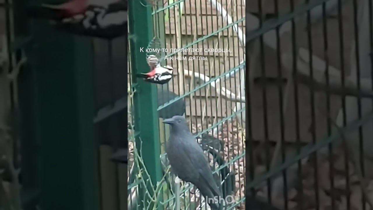 К кому-то прилетают скворцы, а к нам дятлы. смотреть онлайн