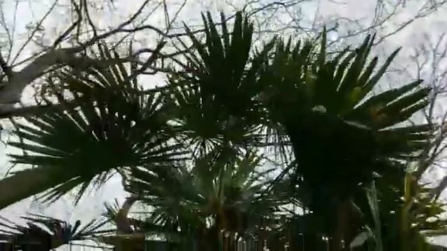 НА ДАЧЕ ЗАЦВЕЛА МУШМУЛА!!!МАГНОЛИЯ,ПАЛЬМЫ,БЕРЕСКЛЕТ!9 ДЕКАБРЯ 2021 ГОД!????? смотреть онлайн