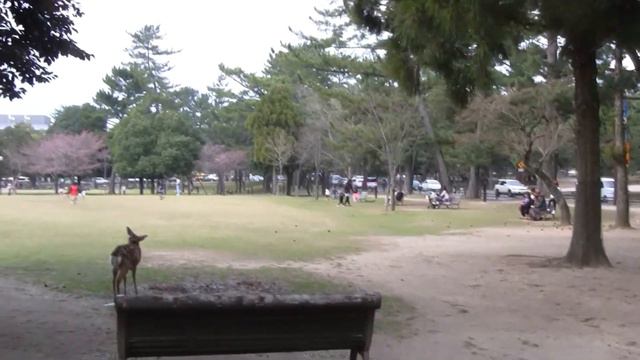 Олени - гопники из Нары (Deer bandits from Nara.Japan) смотреть онлайн