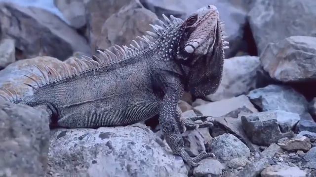 Звуки животных для самых маленьких. Как говорят животные. смотреть онлайн