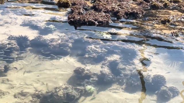 Красивый морской мир на коралловом рифе отеля «Супер Коралл» в Хиккадуве Шри-ланка… смотреть онлайн