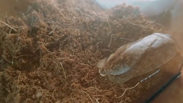 кого лучше завести тараканов архемадритов или мадагаскарских шипящих смотреть онлайн