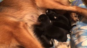 Плюша со своими щенками!