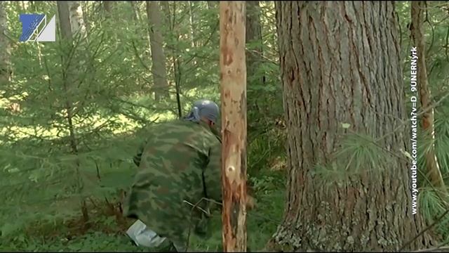Когда можно будет собирать кедровые орехи? смотреть онлайн