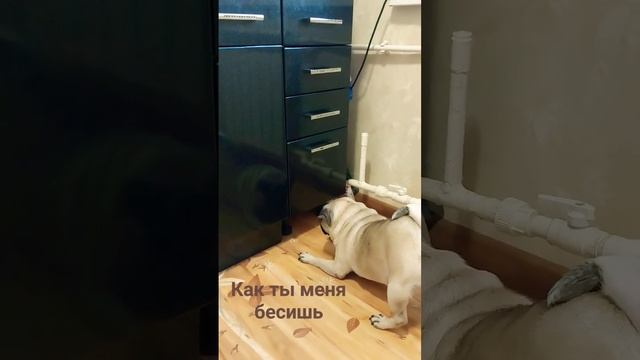 #КакТыМеняБесишь#Соня и Ячка смотреть онлайн