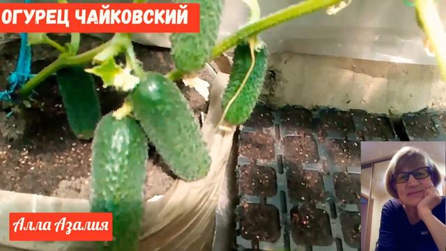 #огурцы #огурцыдлытеплиц #огурецсортчайковский Обзор огурцов сорта Чайковский смотреть онлайн