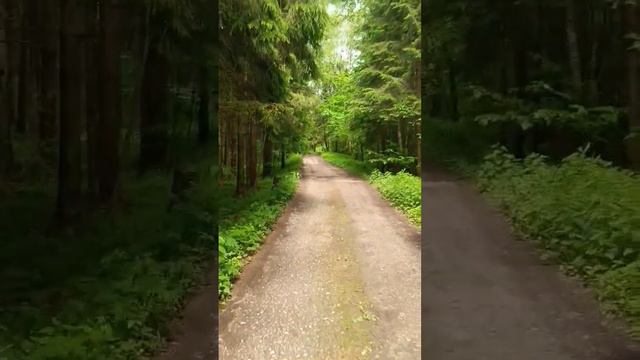 Велопрогулка в лесу! А вы любите ездить на велосипеде? смотреть онлайн