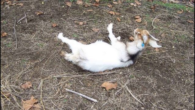 Миотоническая коза|Обморочная коза|Myotonic goat | Swooning goat|ВИДЕО БЕЗ ИЗМЕНЕНИЯ ГОЛОСА смотреть онлайн