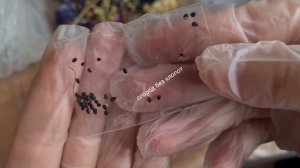 Аквилегия, земляника, петуния и даже кактусы дружно взойдут если сеять их на горячую землю!