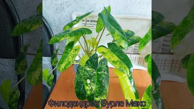 #РАСТЕНИЯ для поднятия самооценки?Ветвится, раскрашивается, укореняется #цветы #филодендрон #shorts смотреть онлайн