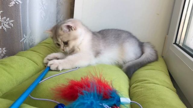 Британские золотые шиншиллы смотреть онлайн