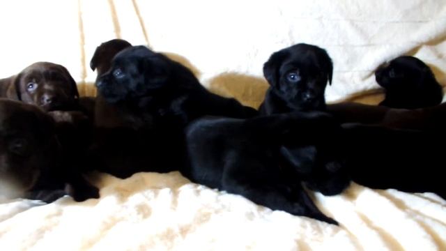 Как выглядят щенки лабрадора в 1 месяц.What Labrador Puppies Look Like. смотреть онлайн