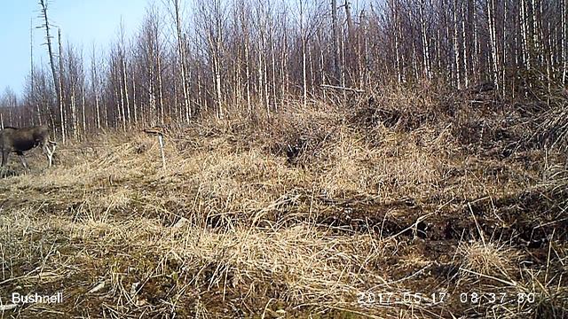 Лось Висимский заповедник 17 05 17 смотреть онлайн