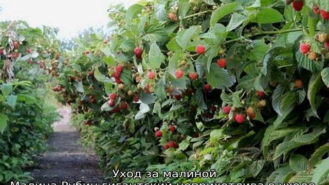 Малина Рубиновый Гигант смотреть онлайн