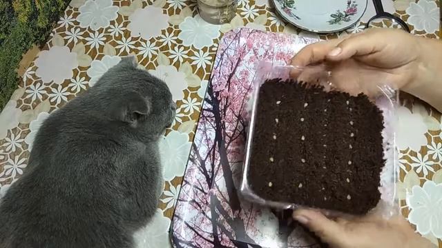 🍅ТОМАТЫ!🍅 ТЕСТИРУЮ СВОИ СЕМЕНА ТОМАТОВ.ПЕРВЫЙ ОПЫТ (ч.1) смотреть онлайн