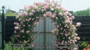 Роза Хендель (Handel) — особенности посадки и ухода