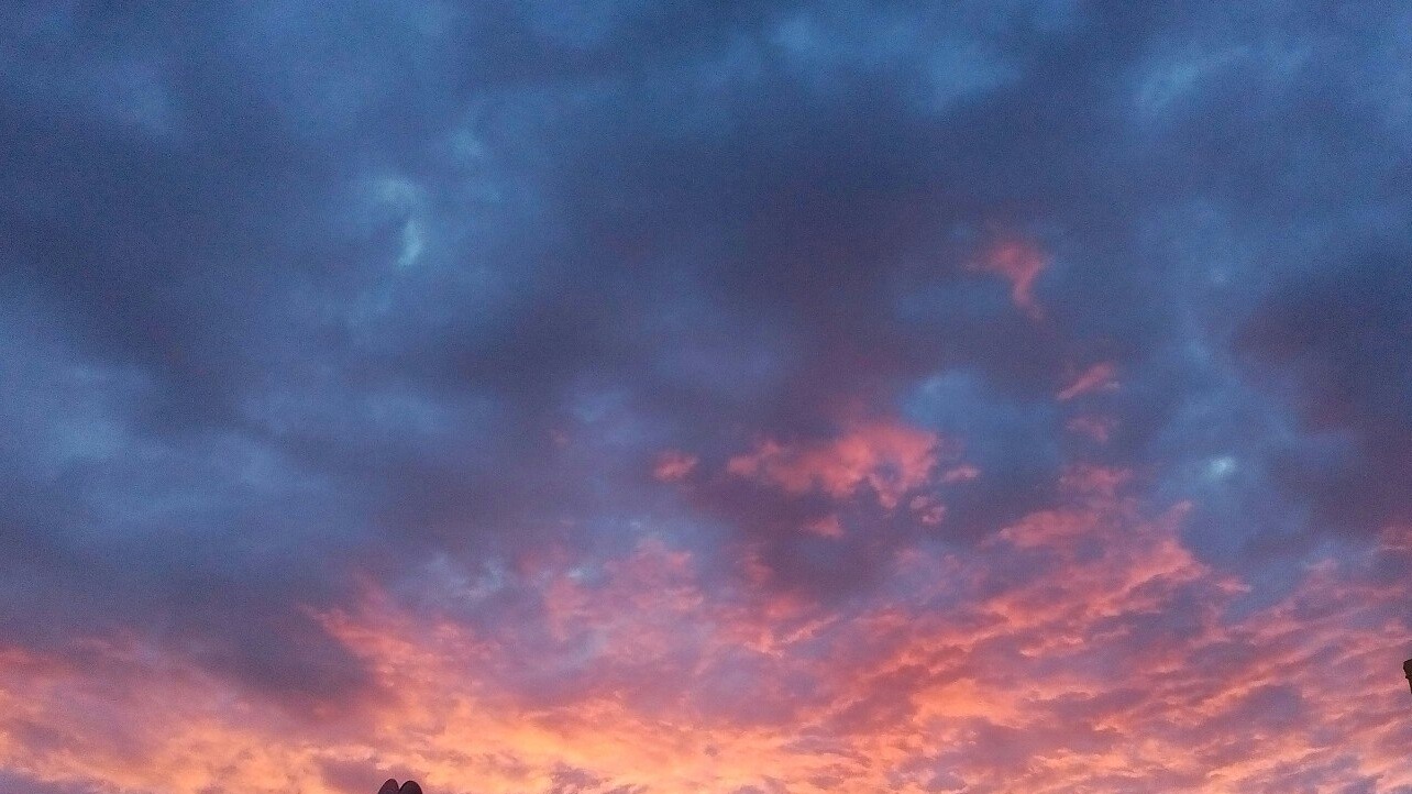 Жираф по имени Л