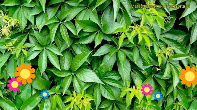 Виноград девичий пятилисточковый. Краткий обзор, описание характеристик Parthenocissus Quinquefolia