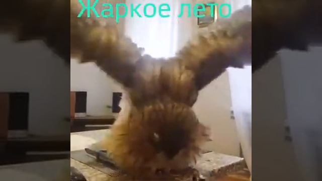 Любимые животные смотреть онлайн