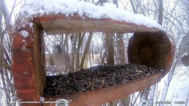 Синицы, воробьи и сойка смотреть онлайн
