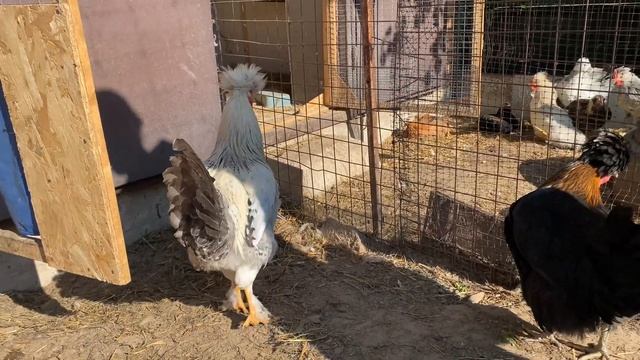 Сколько держать кур чтобы было выгодно смотреть онлайн