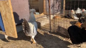 Сколько держать кур чтобы было выгодно