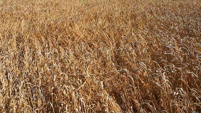 ціна піднялася на пшеницю і соняшник, ячмінь не нужен смотреть онлайн